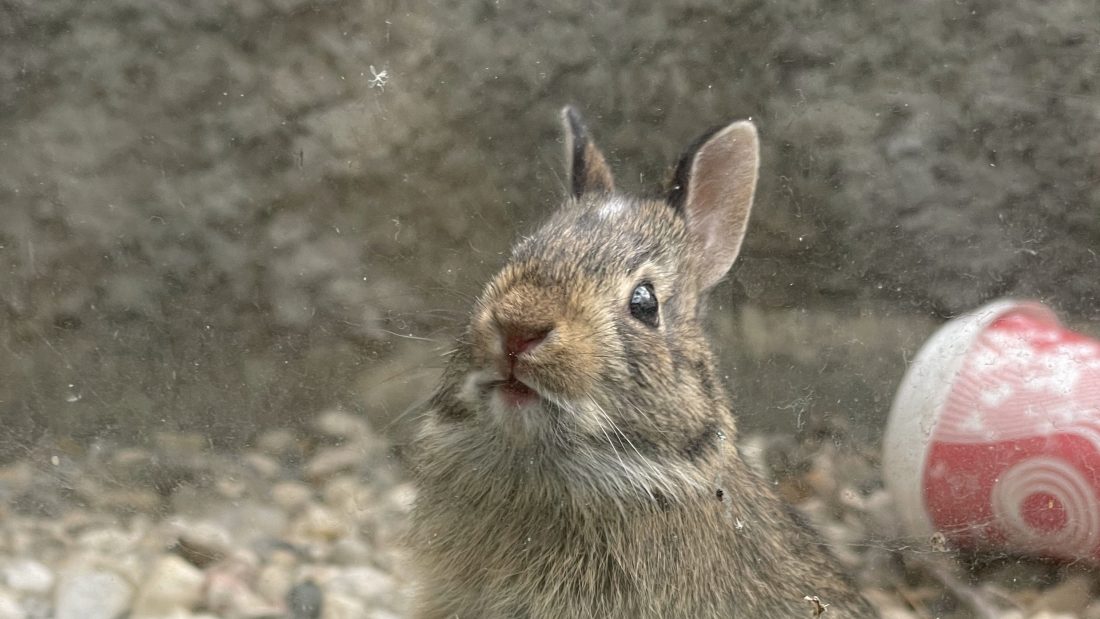 Rescuing a cute bunny Time
