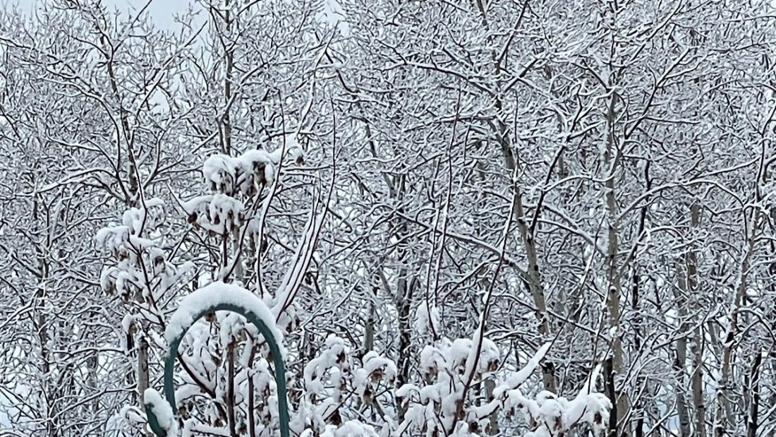 Pretty snow