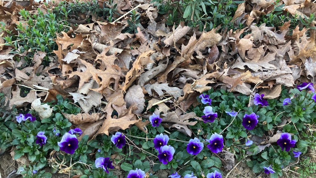 Flower picture blooming