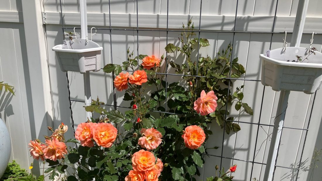The flowers that Southern Grandma has