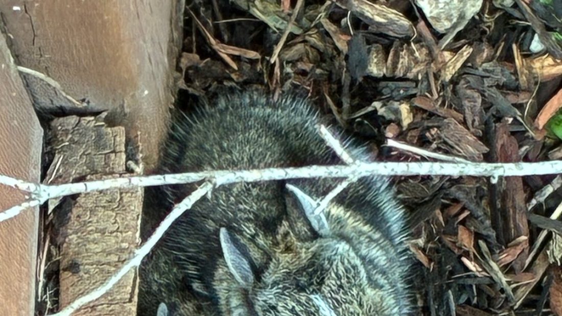 Bunnies in Grandma’s backyard