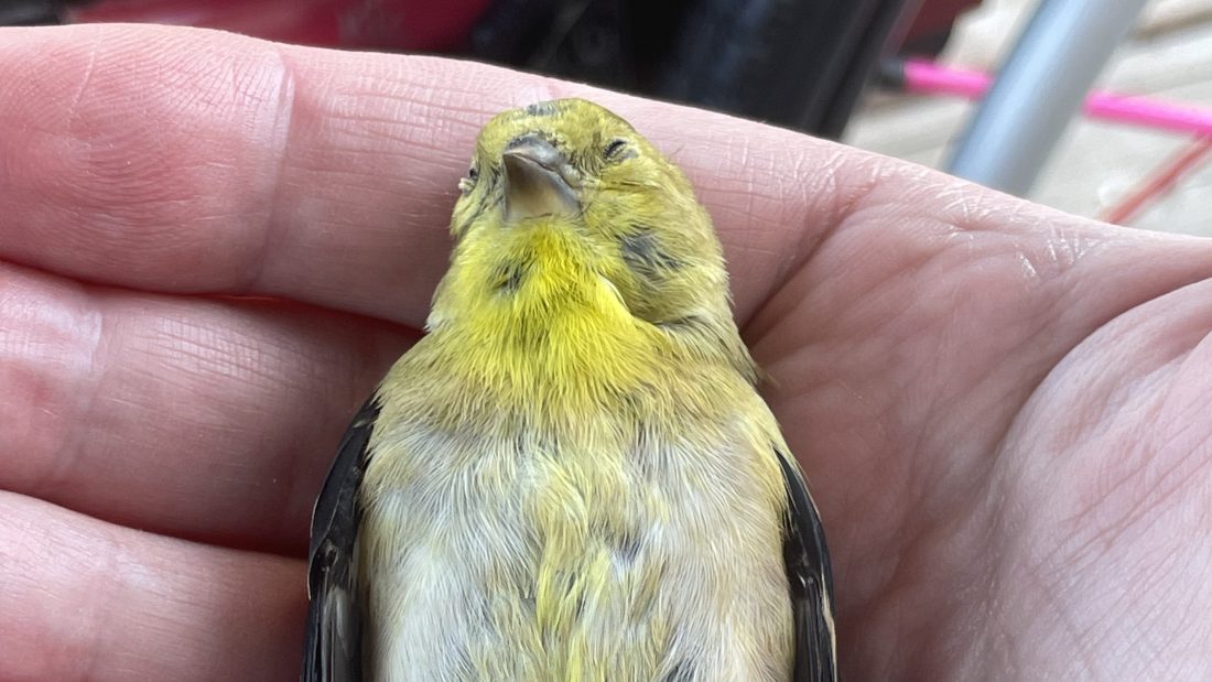 Dead bird time at Ellie’s house! :(