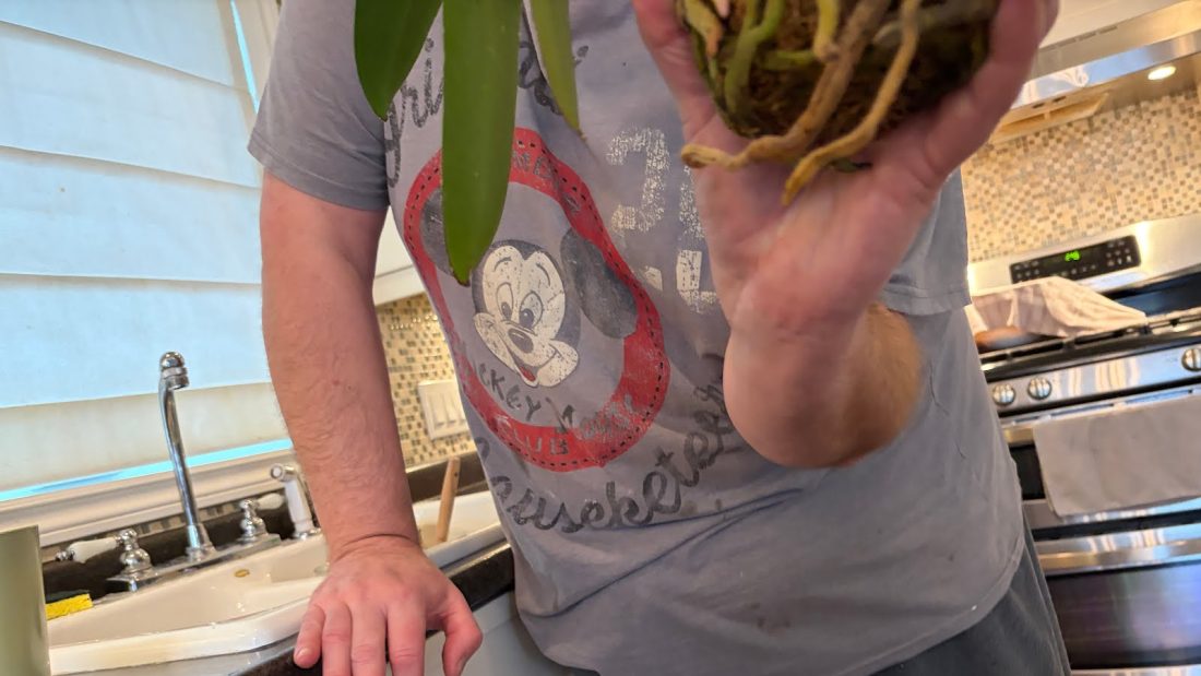 Look at this roots