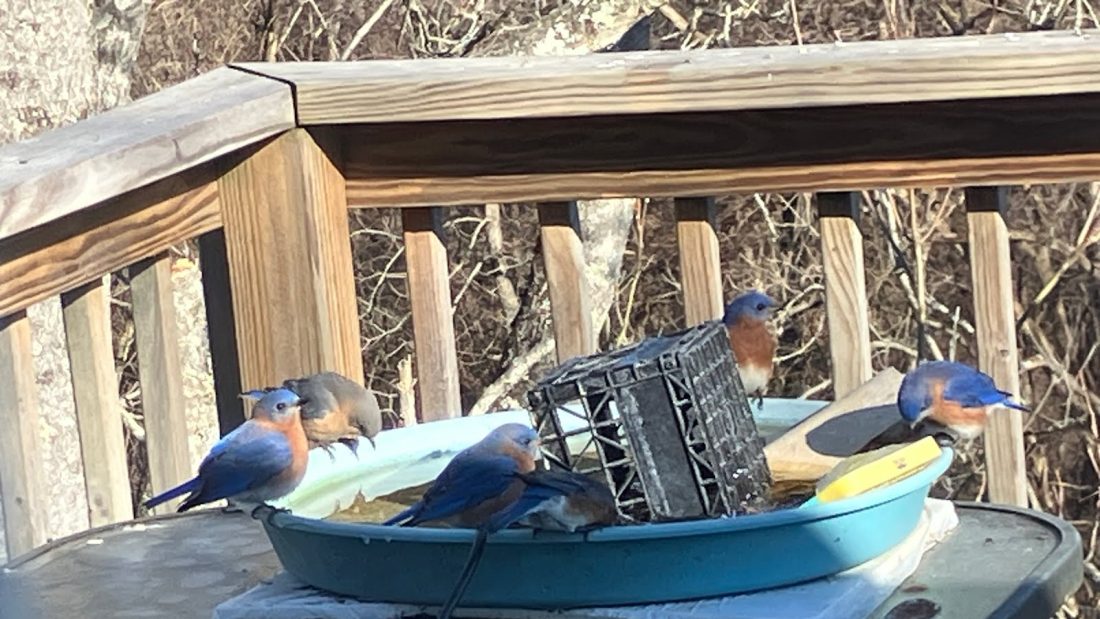 Bird picture time