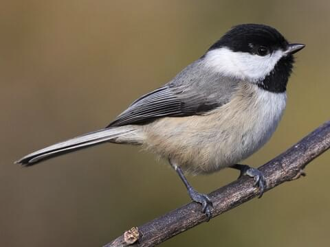 Chickadee Picture