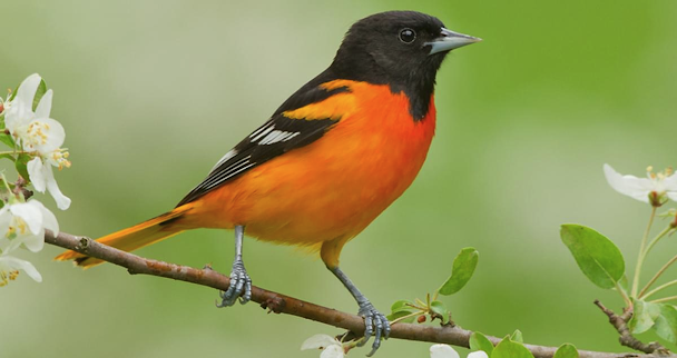 What Baltimore Orioles look like