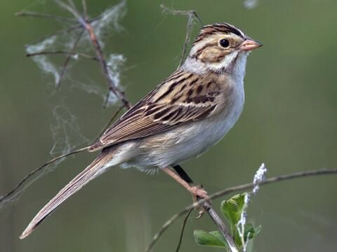 Bird Picture For Today Of A Clay-Colored Sparrow