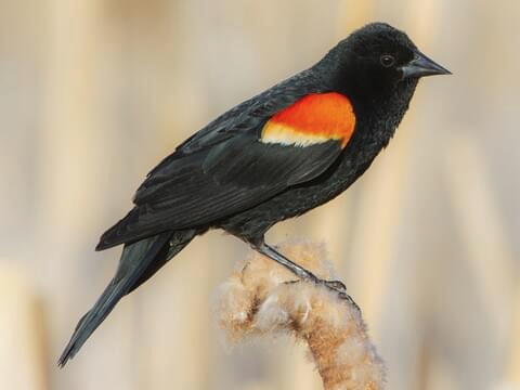 Bird Picture