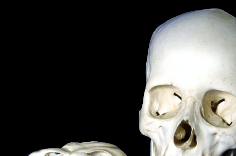 “The Fun Fact For Today Is About A Bird Skull And Conparing It To Our Skull’s.”