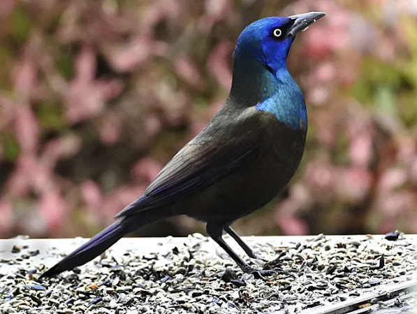 What a grackle look’s like