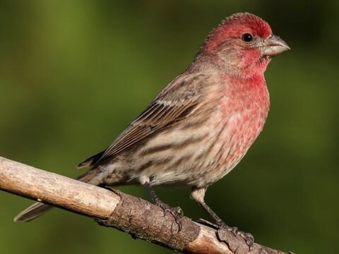 Bird Picture For Today