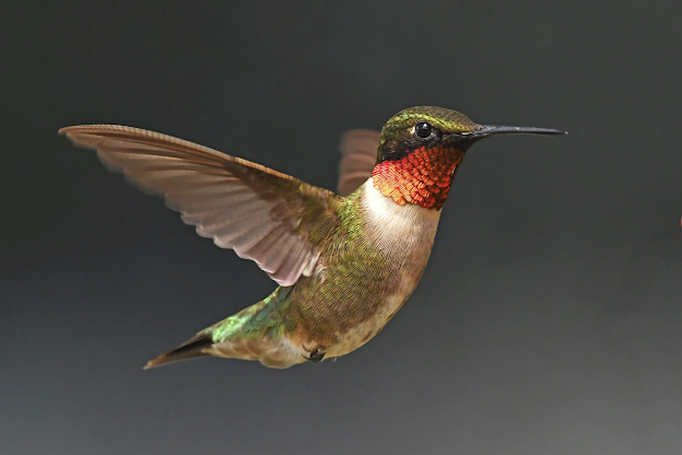 Bird Picture For Today