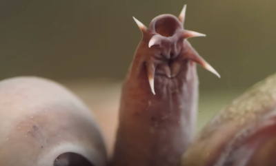 Hagfish Picture Yuck