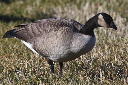 Bird Picture